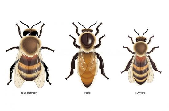 abeille