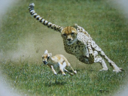 image chasse guépard