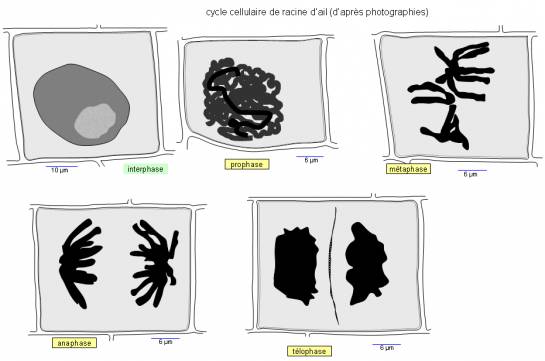 étapes de la mitose