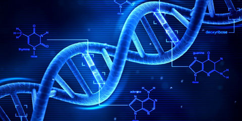 ADN