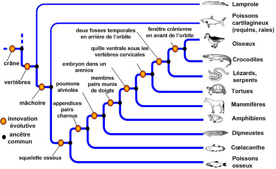 Arbre phylogénétique des vertébrés modernes