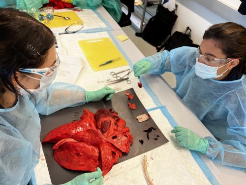 Atelier dissection chez ESAMB